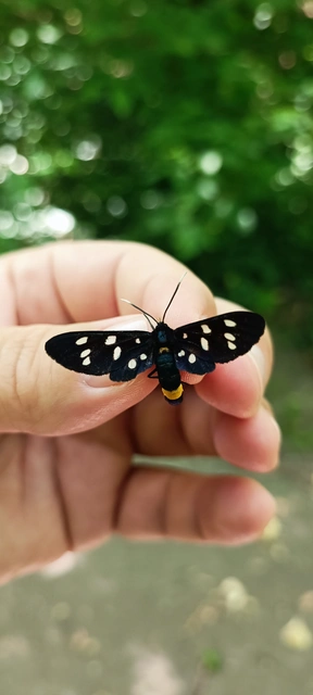 Amata phegea - fehérpettyes álcsüngőlepke