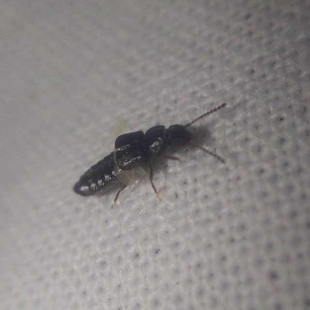 Anotylus rugosus - rovátkáshátú korhóholyva Anotylus rugosus - rovátkáshátú korhóholyva