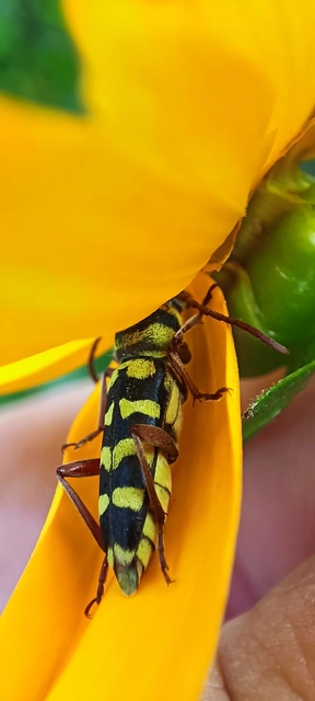 Echinocerus floralis - lucerna-darázscincér