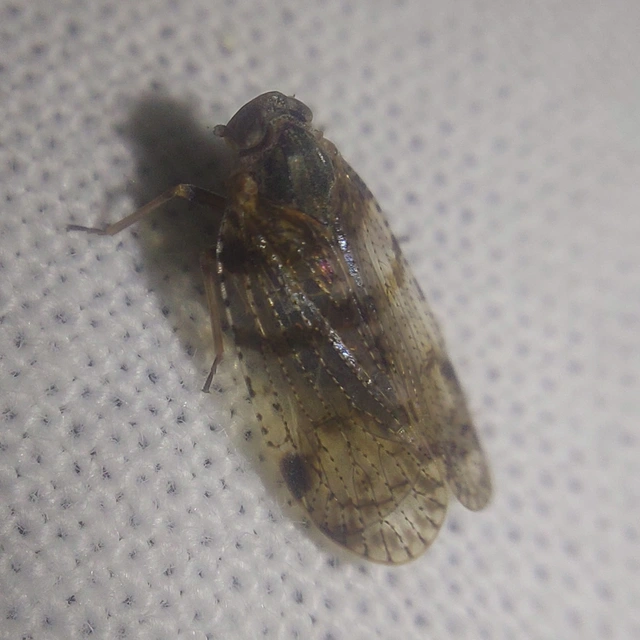 Cixius