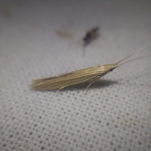Coleophora