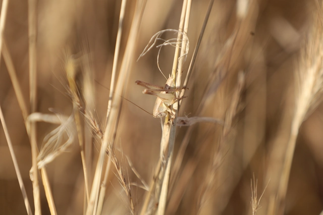 Platycleis