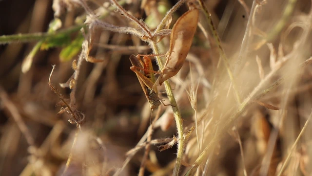 Chorthippus brunneus - közönséges tarlósáska