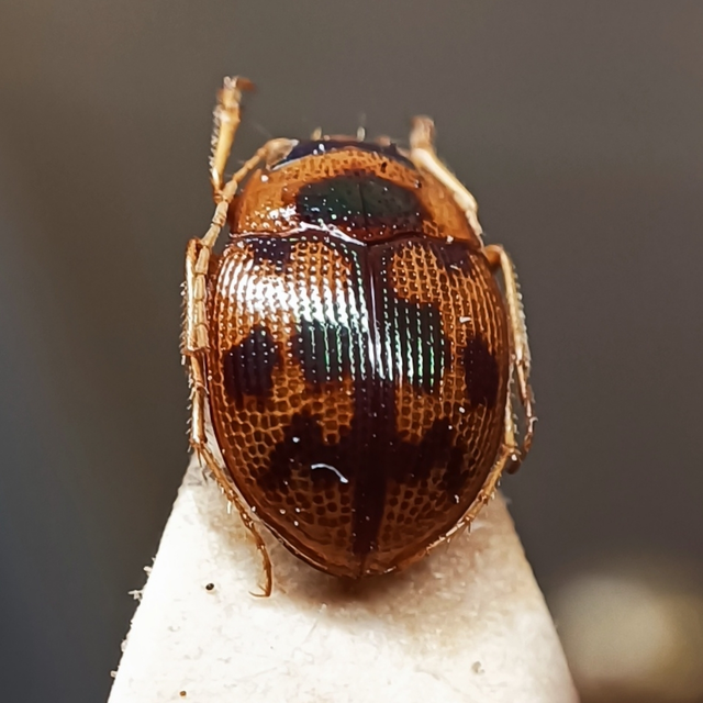 Omophron limbatum - gömböcfutó
