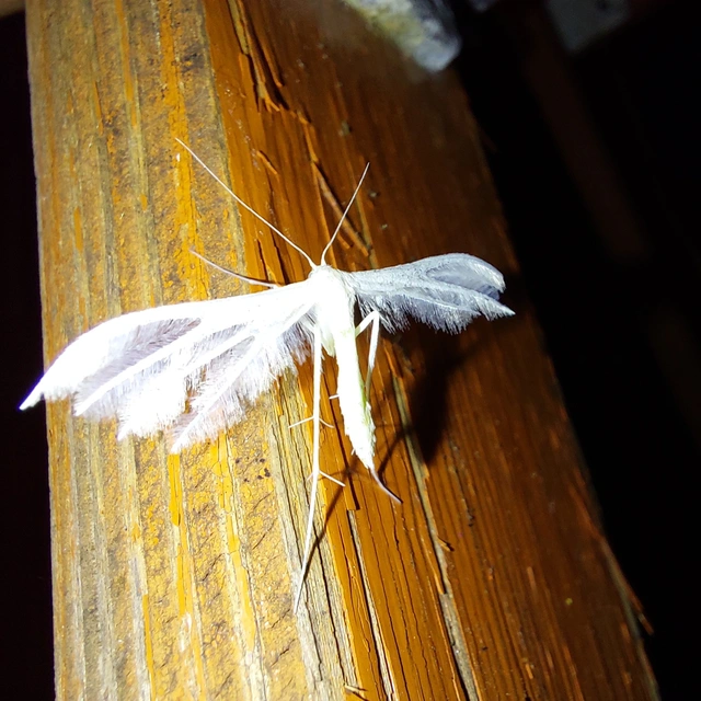 Pterophorus pentadactyla - fehér tollasmoly