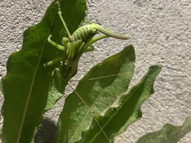 Tettigonia viridissima - zöld lombszöcske