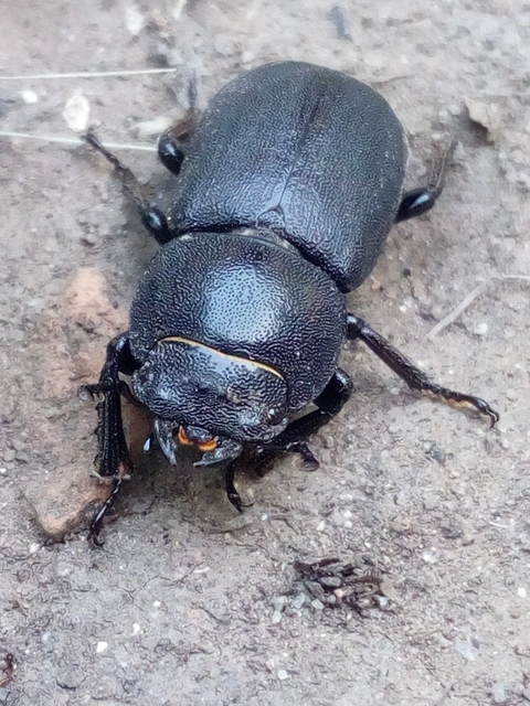 Dorcus parallelipipedus - kis szarvasbogár