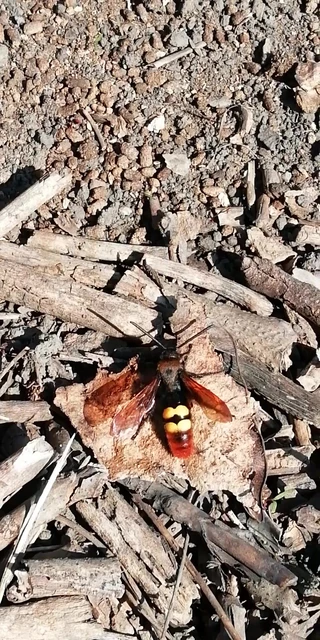 Megascolia maculata - óriás-tőrösdarázs