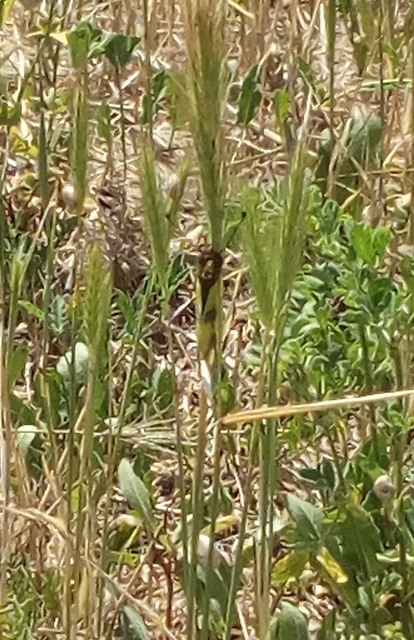 Libelloides macaronius - keleti rablópille
