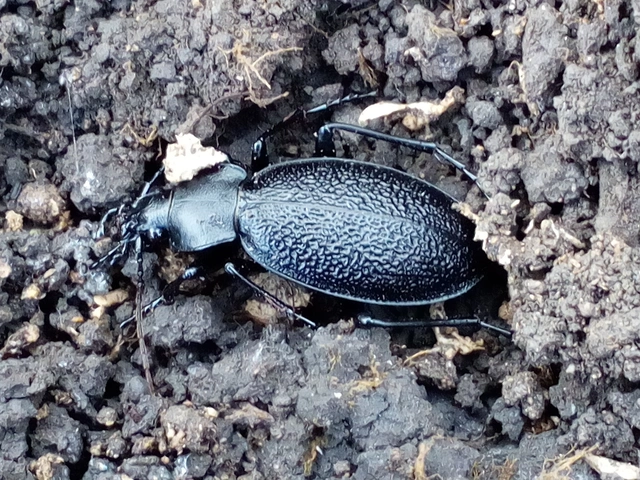 Carabus coriaceus - bőrfutrinka