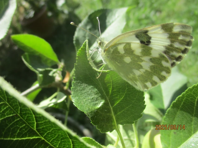 Pontia edusa - rezedalepke