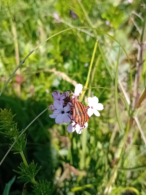 Graphosoma italicum - csíkos pajzsospoloska