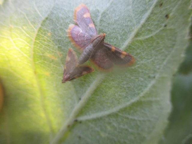 Hypsopygia costalis - szénailonca