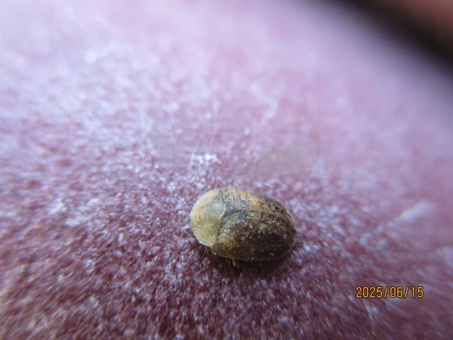 Hypocassida