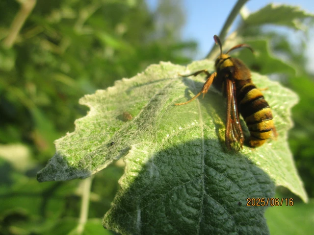 Sesia apiformis - darázslepke