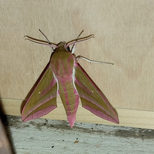 Deilephila elpenor - szőlőszender