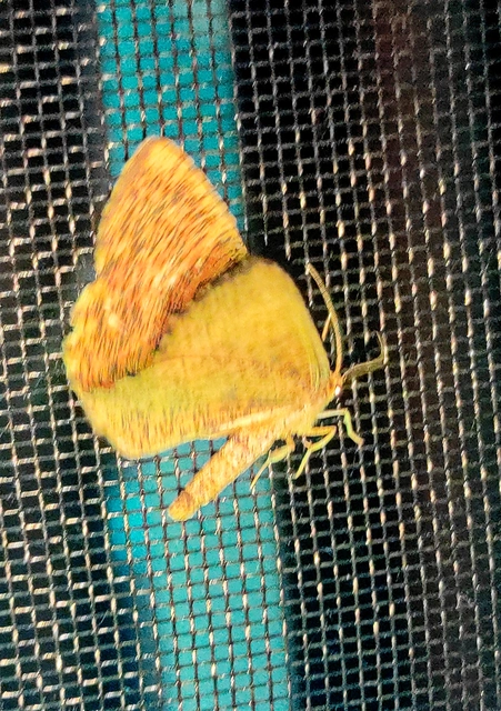Angerona prunaria - sárga kökényaraszoló