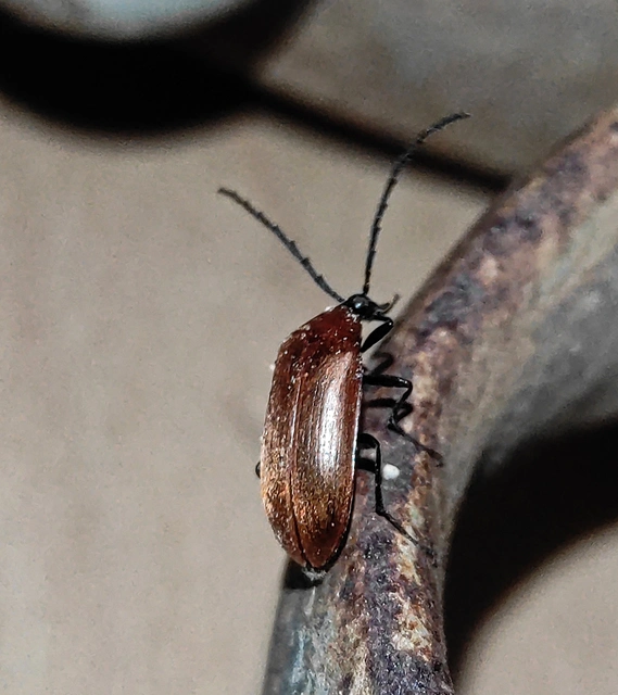 Pseudocistela ceramboides - narancssárga alkonybogár
