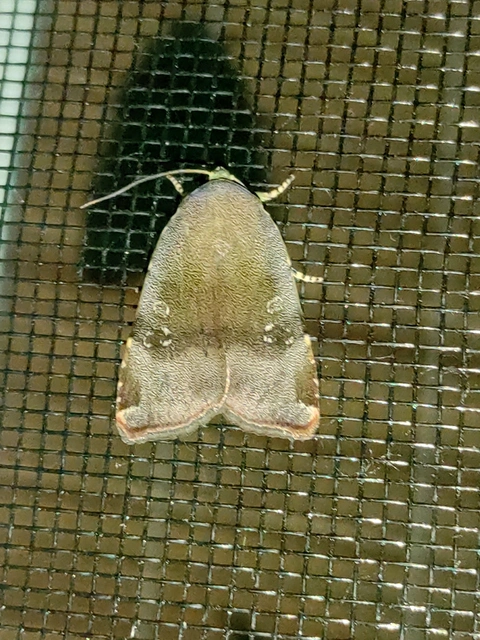 Noctua janthe/janthina