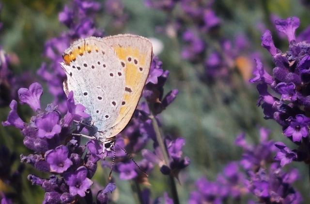 Lycaena dispar rutilus - nagy tűzlepke