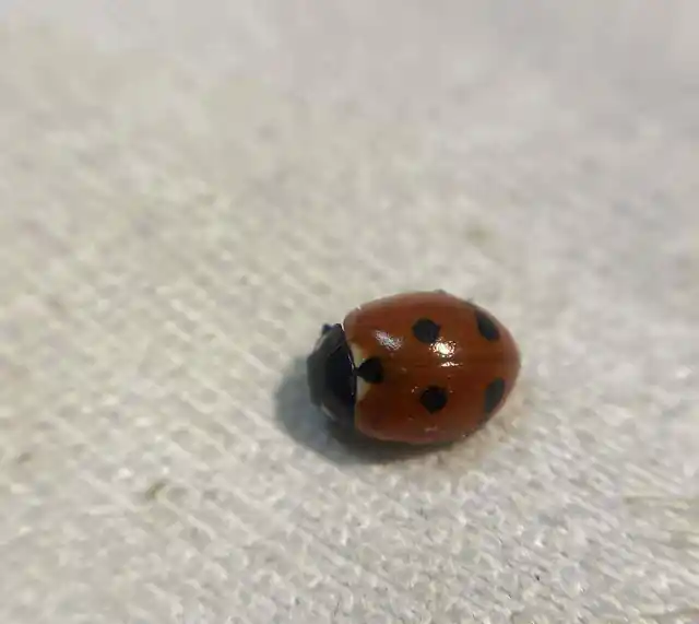 Coccinella quinquepunctata - ötpettyes katica