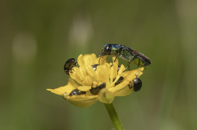 Anthaxia salicis - bíboros virágdíszbogár