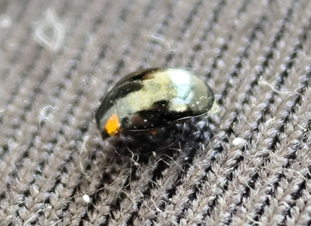 Parexochomus nigromaculatus - egyszínű szerecsenkata