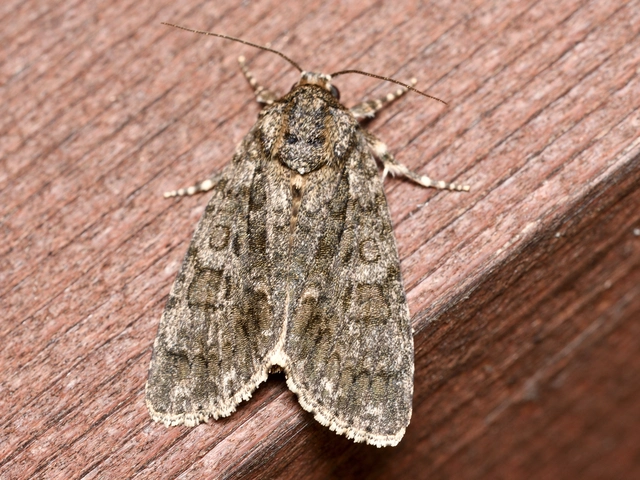 Acronicta rumicis - sóska-szigonyosbagoly