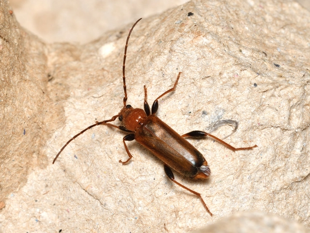 Phymatodes testaceus - változékony korongcincér