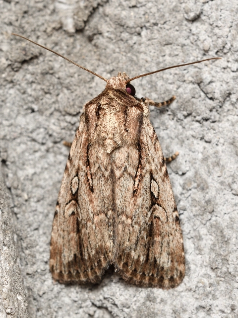 Dichagyris signifera - pompás földibagoly