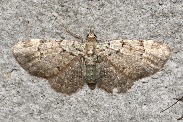 Pasiphila rectangulata - almavirág-araszoló