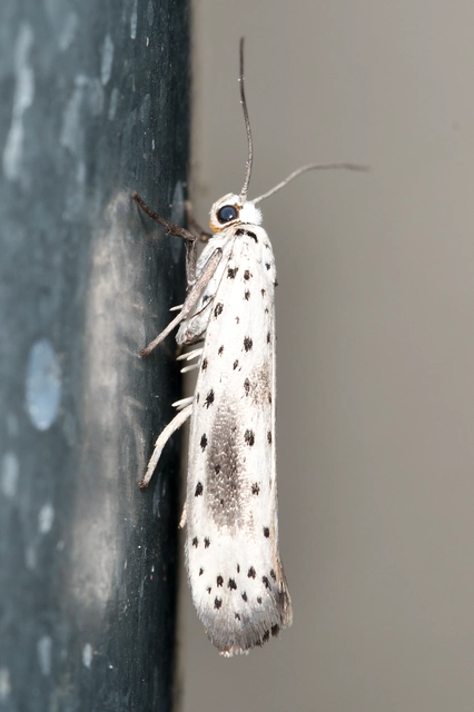 Yponomeuta irrorella - pókhálós kökénymoly Yponomeuta irrorella - pókhálós kökénymoly