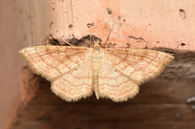 Idaea rufaria - vörhenyes sávosaraszoló