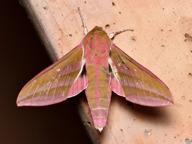 Deilephila elpenor - szőlőszender