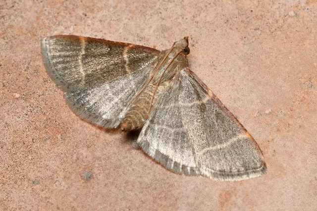 Hypsopygia glaucinalis - rezes fényilonca
