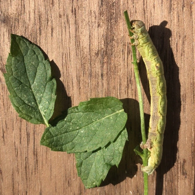 Ascotis selenaria - holdas faaraszoló