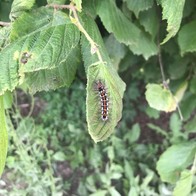 Sphrageidus similis - sárgafarú szövő