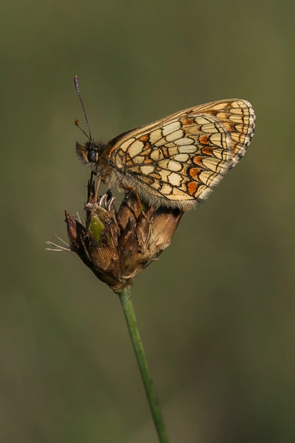 Melitaea aurelia - recés tarkalepke