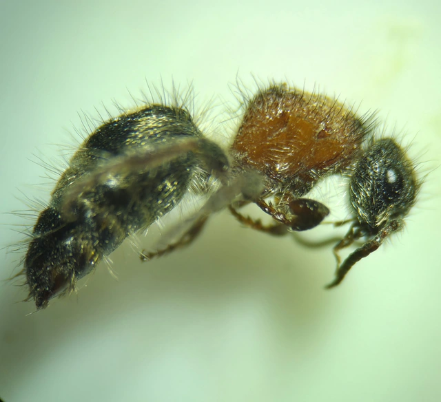 Mutillidae - hangyadarazsak