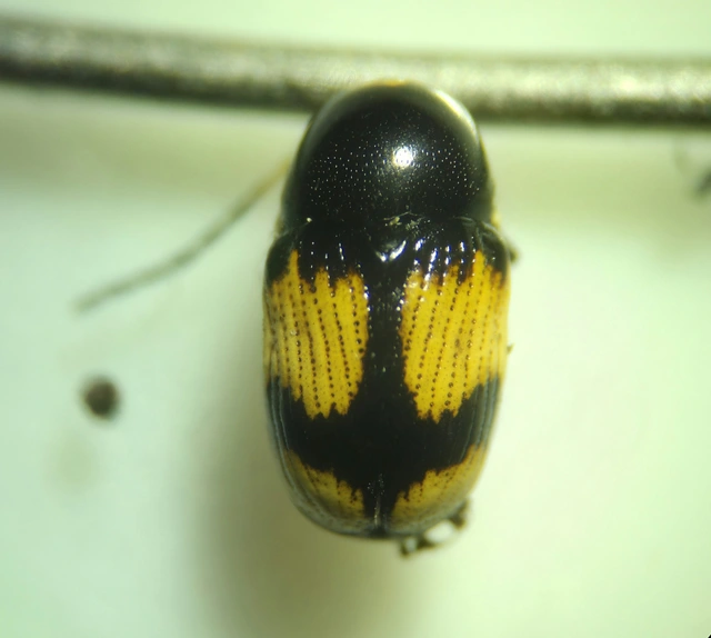 Cryptocephalus moraei - közönséges zömökbogár