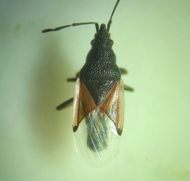 Oxycarenus lavaterae - hársbodobács