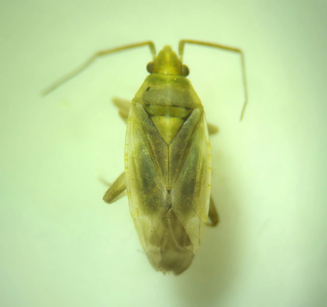 Amblytylus