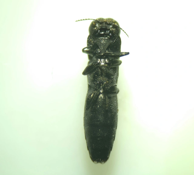 Paracylindromorphus subuliformis - redős hengerdíszbogár