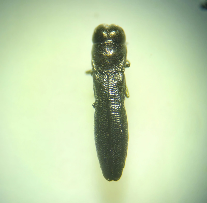 Paracylindromorphus subuliformis - redős hengerdíszbogár