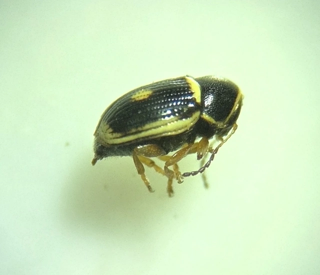Cryptocephalus elegantulus - sárgaszegélyű zömökbogár