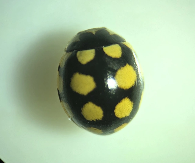 Coccinula quatuordecimpustulata - feketesárga katóka