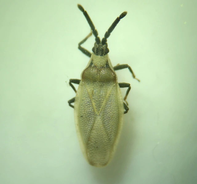 Catoplatus