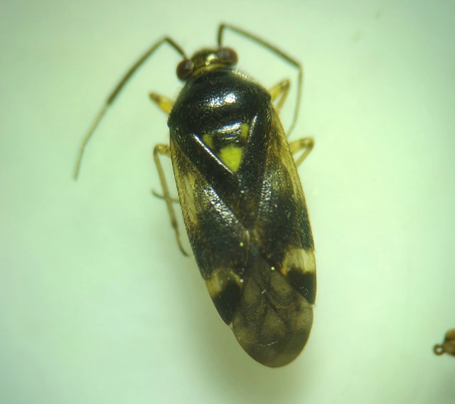 Orthops