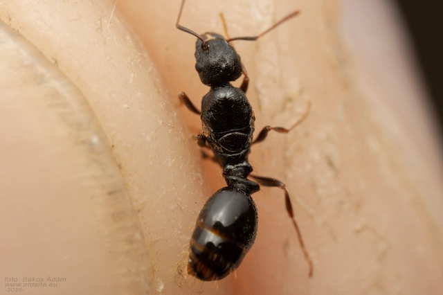 Tetramorium ferox - orosz gyepihangya