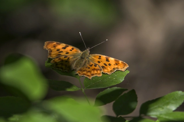 Nymphalis c-album - C-betűs lepke